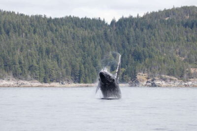 Campbell River: Whale Watching Cruise with Lunch