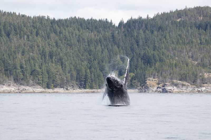 Campbell River: Whale Watching Cruise with Lunch - Comfort, group feel, and practical limits