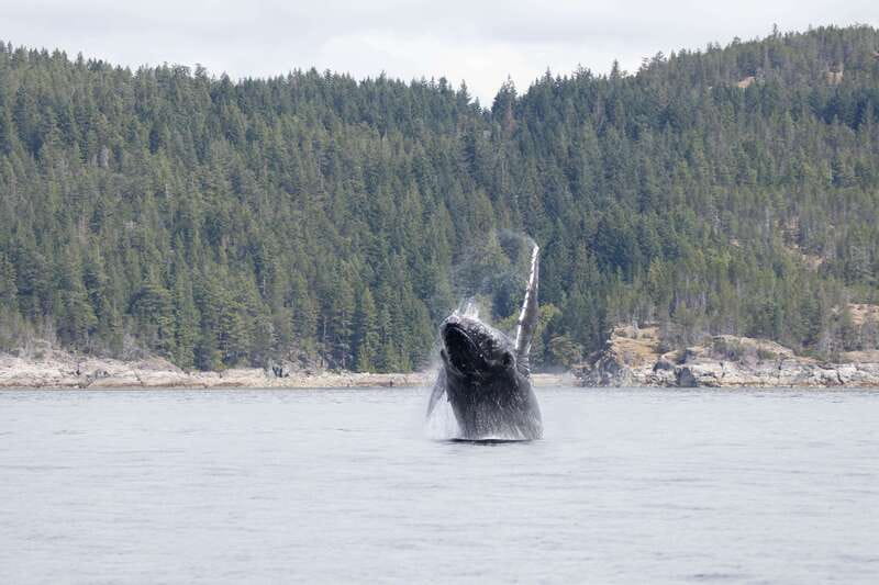 Campbell River: Whale Watching Cruise with Lunch - Humpbacks, orcas, and dolphins in open coastal water