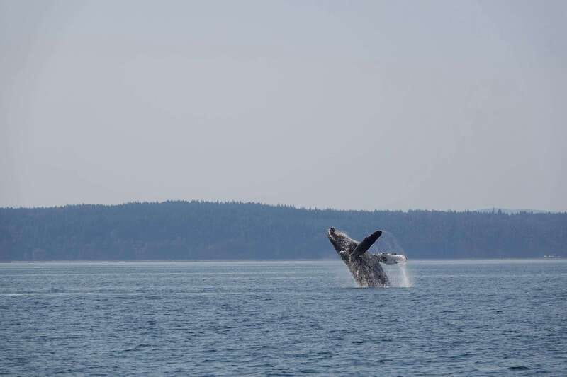 Campbell River: Whale & Wildlife Discovery Cruise - Key points to know before you book