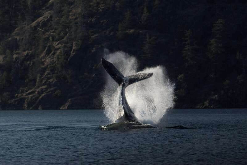 Campbell River: Whale & Wildlife Discovery Cruise - Four hours through Campbell River’s whale country