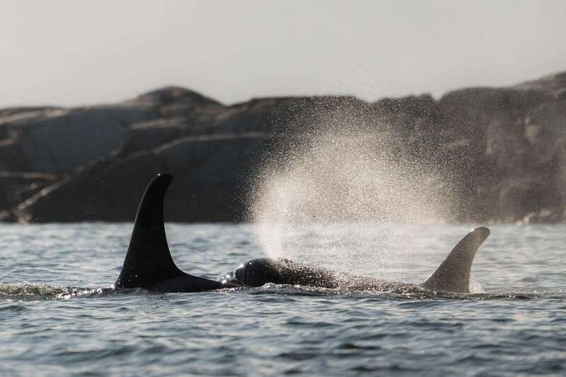 Campbell River: Whale & Wildlife Discovery Cruise - Watching for orcas, humpbacks, and smaller wildlife