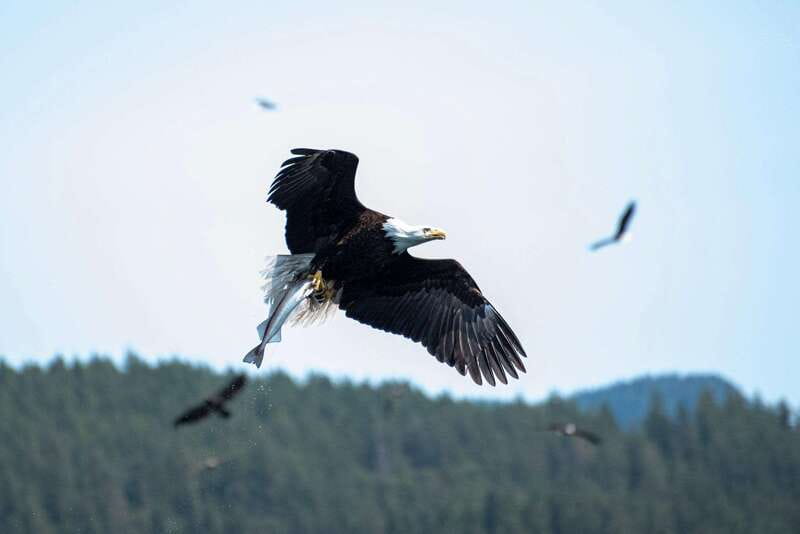 Campbell River: Whale & Wildlife Discovery Cruise - Why the four-hour length works