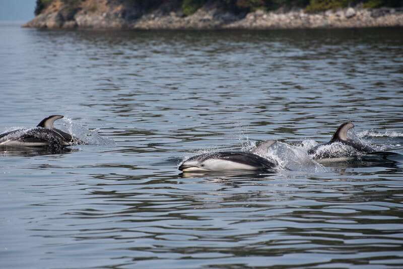 Campbell River: Whale & Wildlife Discovery Cruise - What is included, and what should you bring?