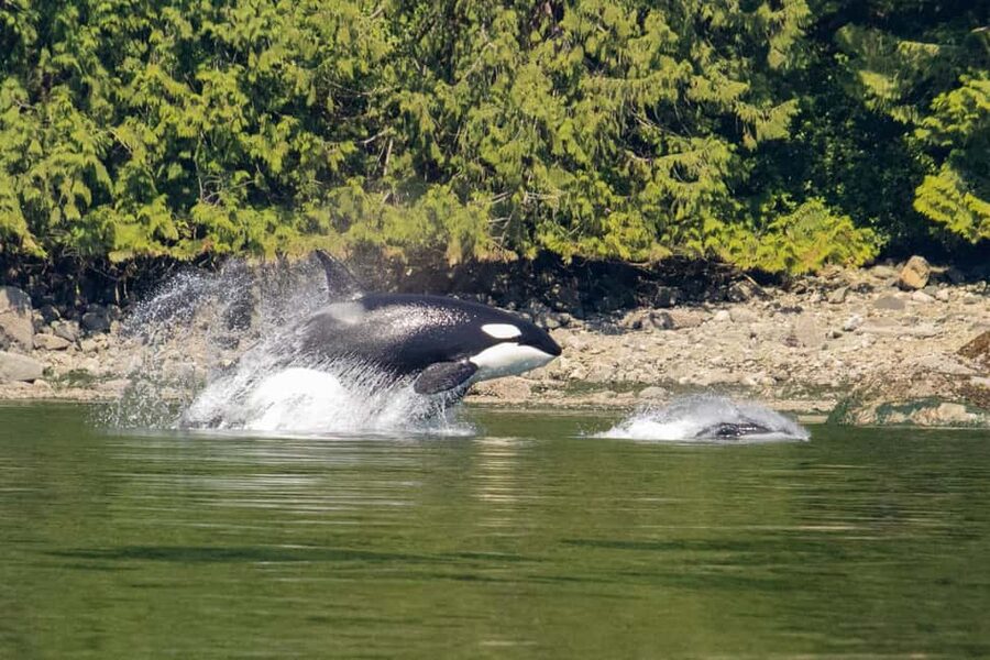 Campbell River: Whales and Wildlife Boat Tour with Snacks - Key Points to Know Before You Go