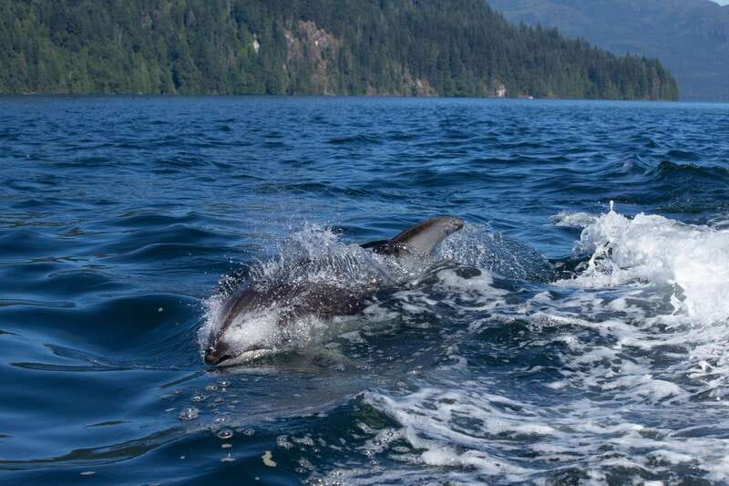 Campbell River: Whales and Wildlife Boat Tour with Snacks - Setting Out From Discovery Harbour Marina