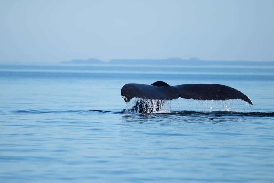 Campbell River: Whales and Wildlife Boat Tour with Snacks - Four Hours on Discovery Passage