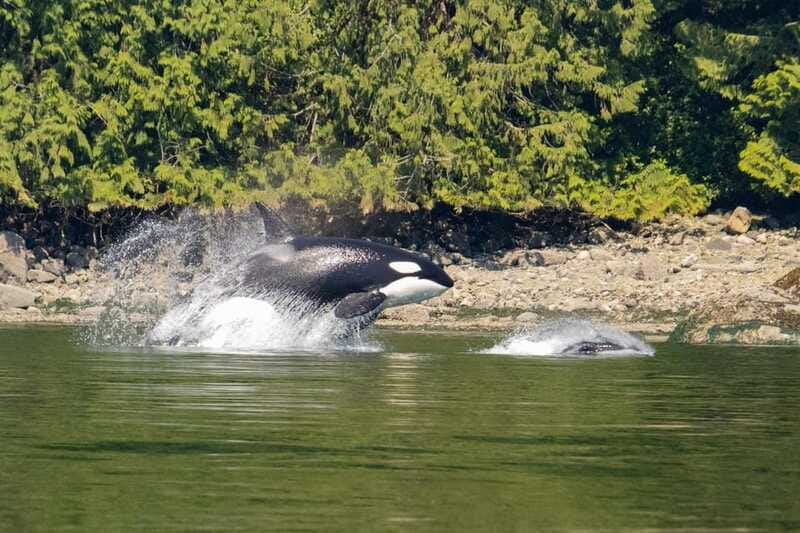 Campbell River: Whales and Wildlife Boat Tour with Snacks - The Animals You Might See