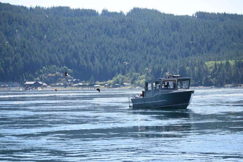 Campbell River: Whales and Wildlife Boat Tour with Snacks - Snacks, Drinks, and Comfort During the Cruise