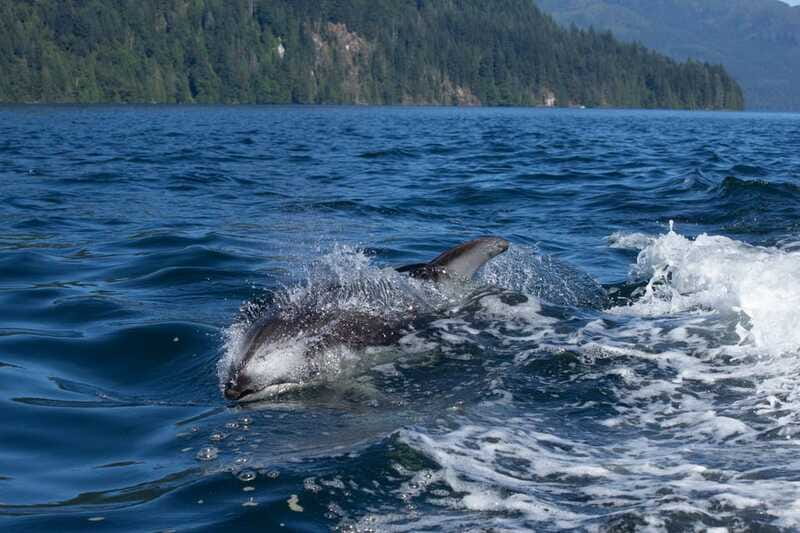 Campbell River: Whales and Wildlife Boat Tour with Snacks - Is the $160 Price Fair?
