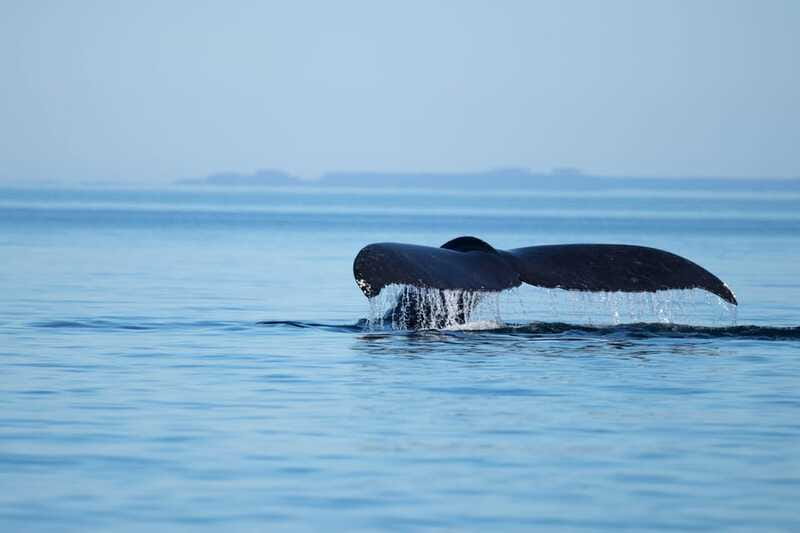 Campbell River: Whales and Wildlife Boat Tour with Snacks - Who Will Enjoy This Trip Most?