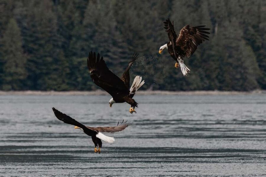 Campbell River: Whales and Wildlife Boat Tour with Snacks - What the Purpose-Built Boat Adds