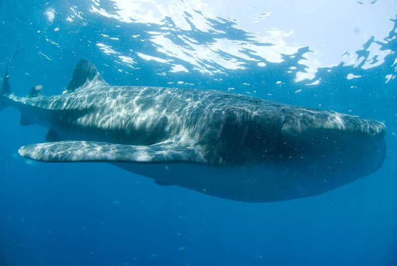 Cancún: Swim with Whale Sharks - What makes this whale shark trip worth considering