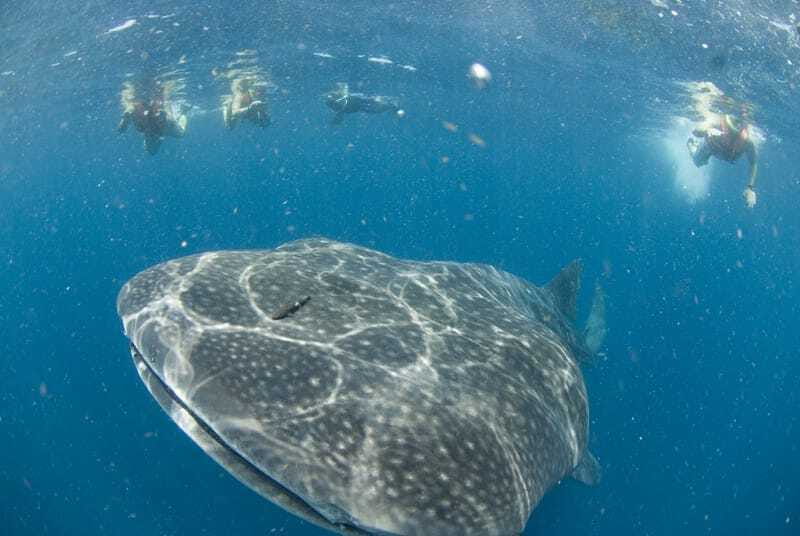 Cancún: Swim with Whale Sharks - Dolphins, turtles, and the ride back