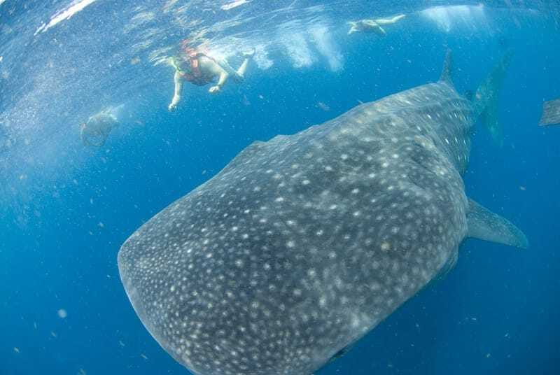 Cancún: Swim with Whale Sharks - Lunch near Isla Mujeres