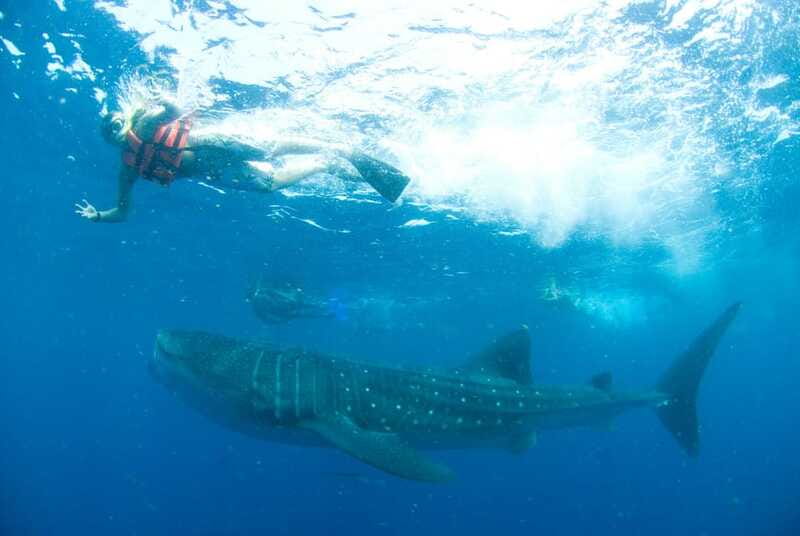 Cancún: Swim with Whale Sharks - Guides, safety, and the small-group setup