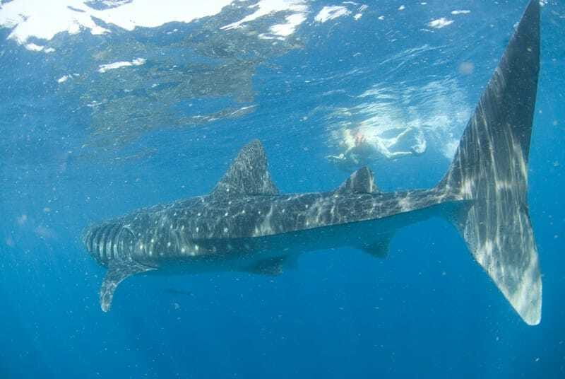 Cancún: Swim with Whale Sharks - Is $160 a fair price?