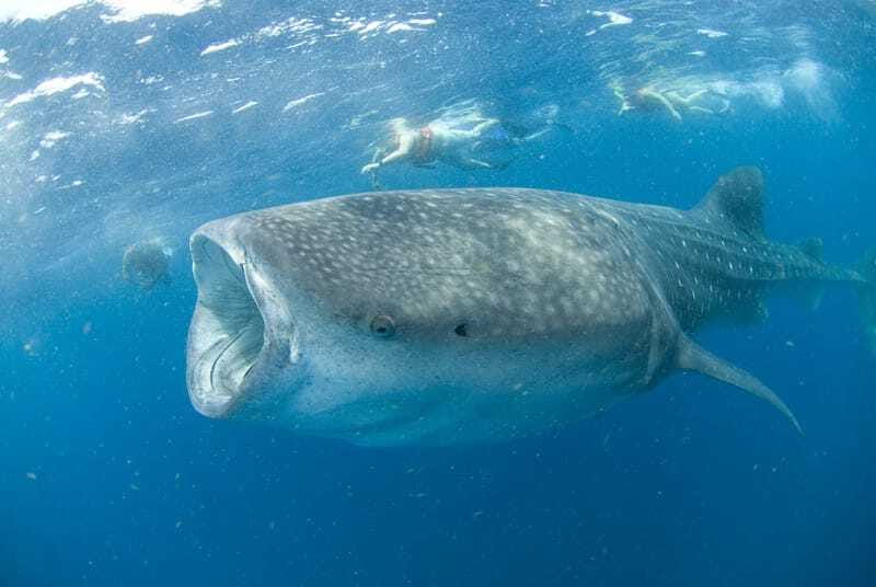 Cancún: Swim with Whale Sharks - Who should book this experience?