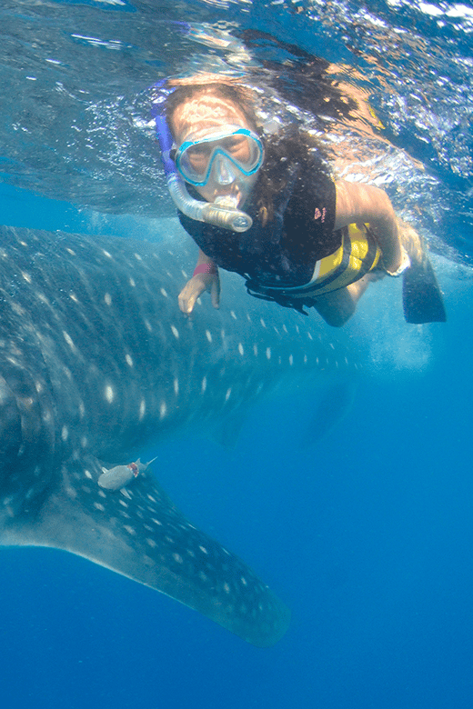 Cancún: Swim with Whale Sharks & Playa Norte Beach - Swimming with whale sharks off Contoy Island