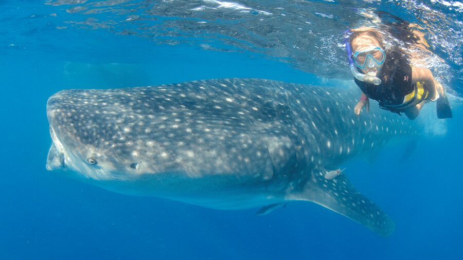 Cancún: Swim with Whale Sharks & Playa Norte Beach - Should you book the Cancún whale shark tour?