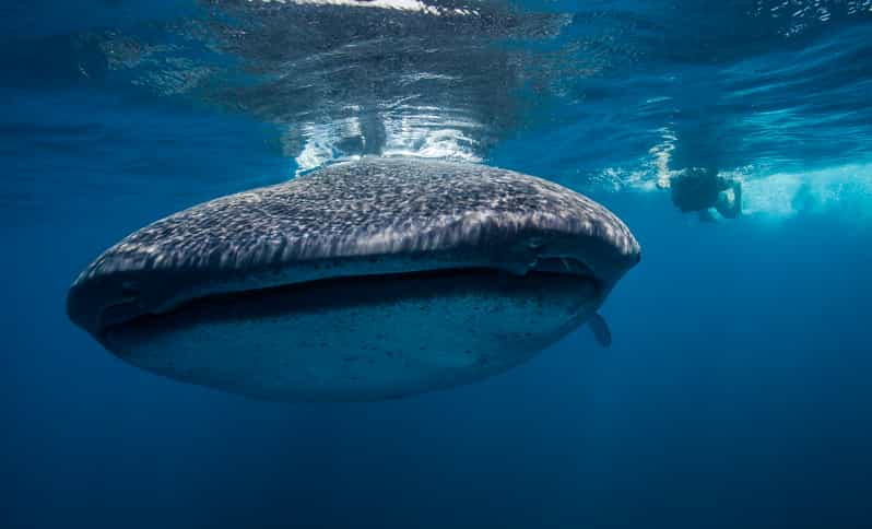 Cancún: Swim with Whale Sharks & Playa Norte Beach - What the whale shark portion feels like