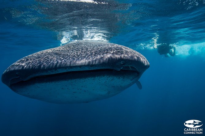 Cancun Whale Shark Encounter - Swimming with whale sharks off Punta Sam