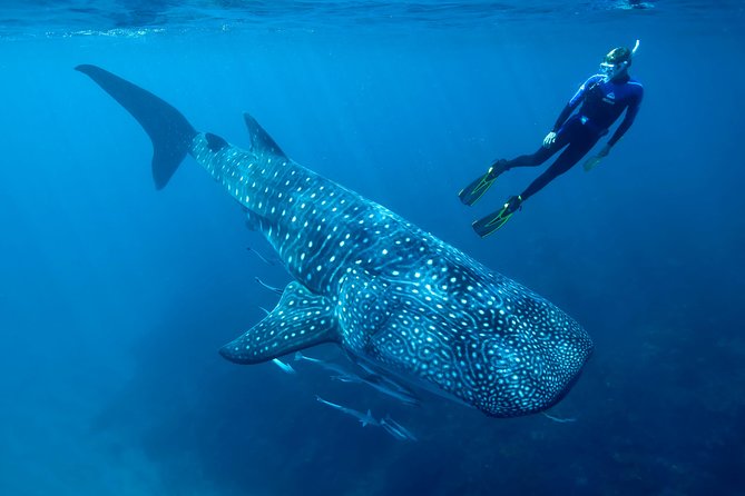 Cancun Whale Shark Encounter - Why an early start can change the day