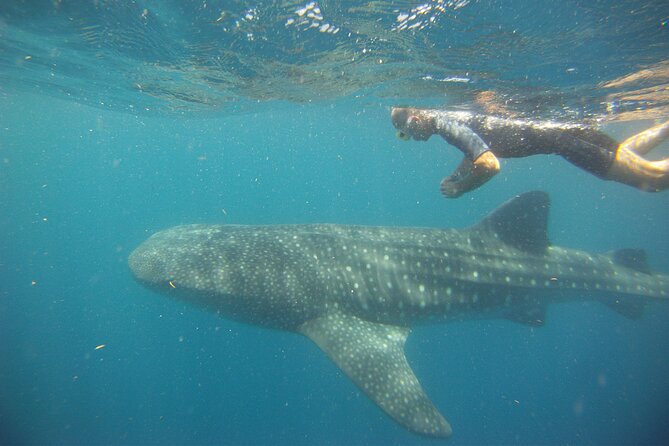 Cancun Whale Shark Encounter - The boat ride and physical demands