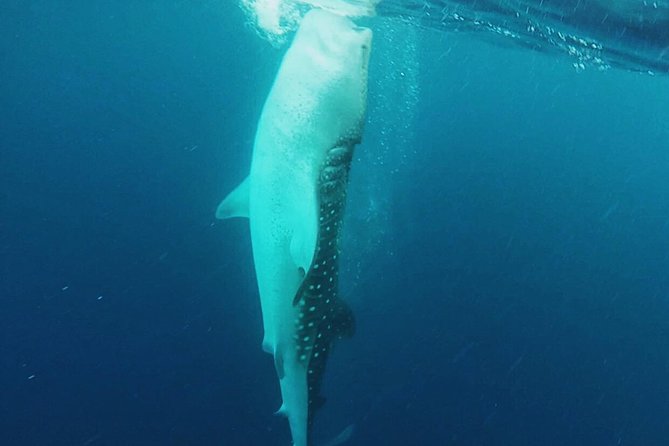 Cancun Whale Shark Encounter - Playa Norte and the gentler second half