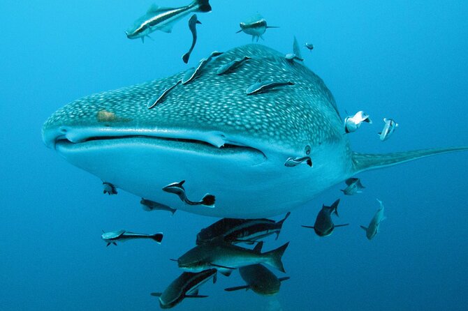 Cancun Whale Shark Encounter - Who should book this outing