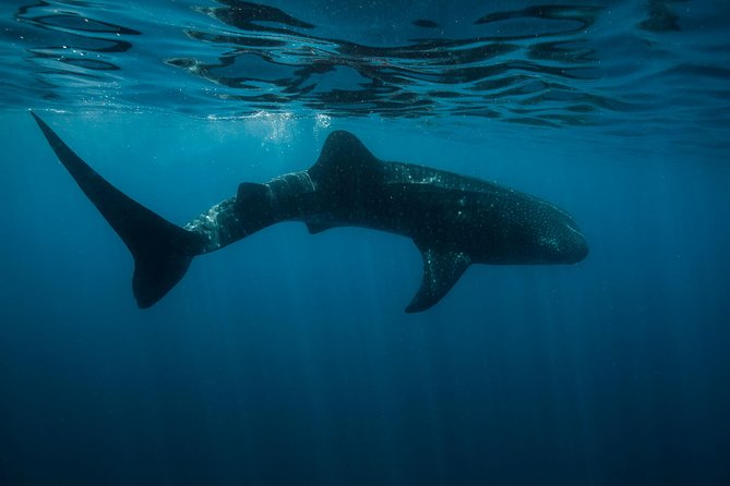 Cancun Whale Shark Encounter - Strict rules that protect the animals
