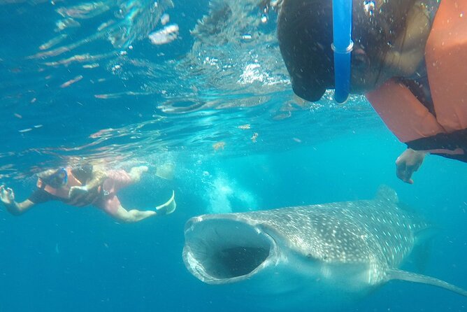 Cancun Whale Shark Experience with Snorkel & Transportation - Swimming with whale sharks near Isla Contoy