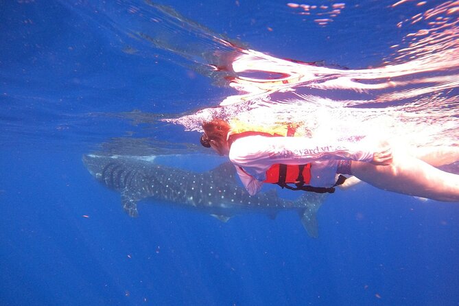 Cancun Whale Shark Experience with Snorkel & Transportation - Snorkeling the reef near Isla Mujeres