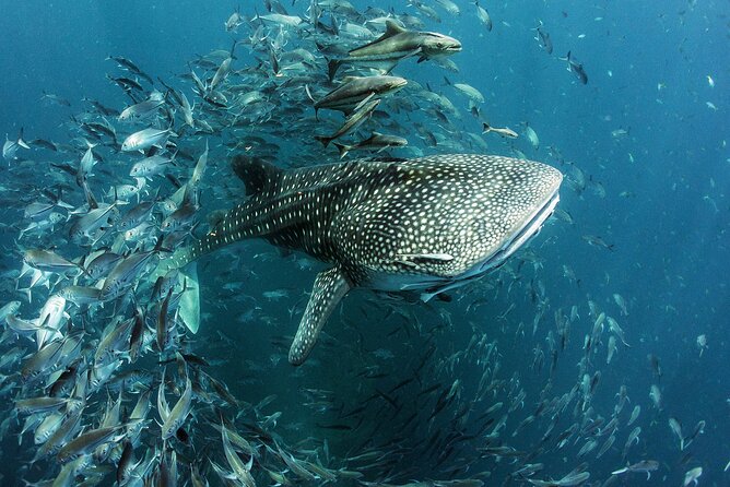 Cancun Whale Shark Experience with Snorkel & Transportation - Who will enjoy this tour most