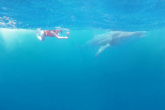 Cancun Whale Shark Experience with Snorkel & Transportation - Practical details that can save you trouble