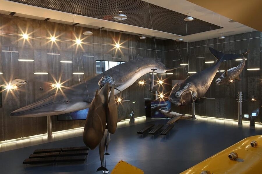 Caniçal : Madeira Whale Museum Entry ticket - Why Caniçal is the right place for this museum