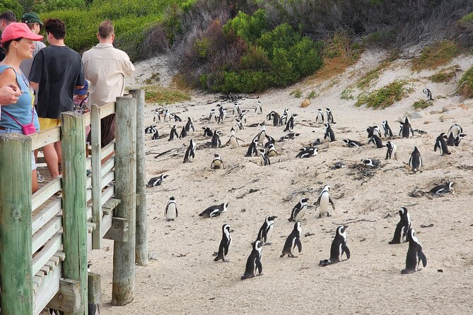 Cape Agulhas, Hermanus Whale Watching, Penguins and Wine Tasting - Three hours around Cape Agulhas