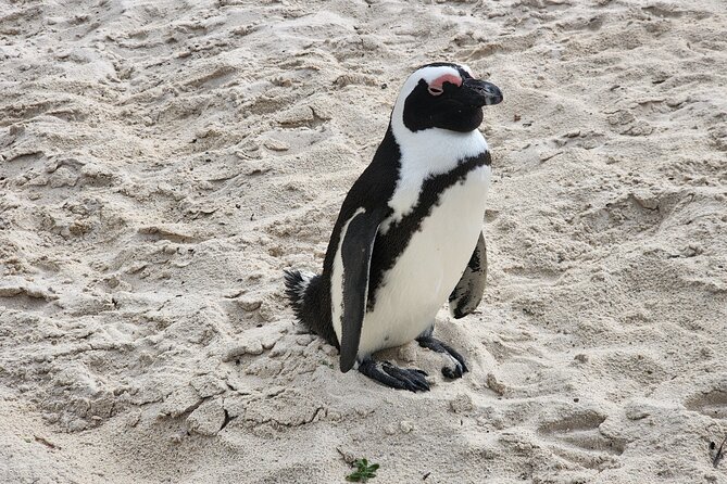 Cape Agulhas, Hermanus Whale Watching, Penguins and Wine Tasting - Hermanus and the seasonal whale search
