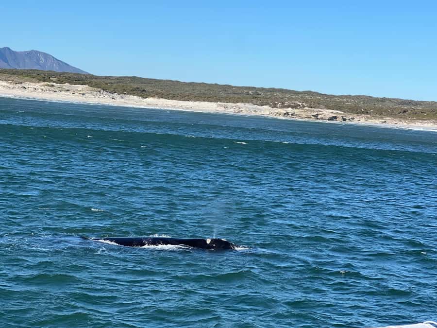 Cape Agulhas, Hermanus whales & Wine Tasting Day Trip - Khayelitsha and the road out of Cape Town
