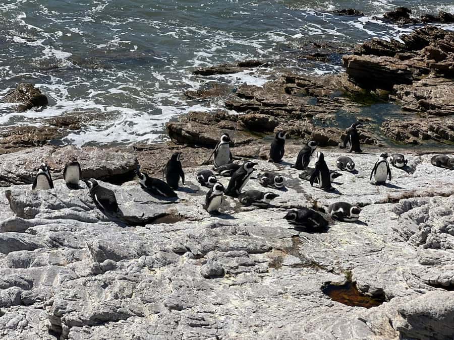 Cape Agulhas, Hermanus whales & Wine Tasting Day Trip - Cape Agulhas and the southernmost point