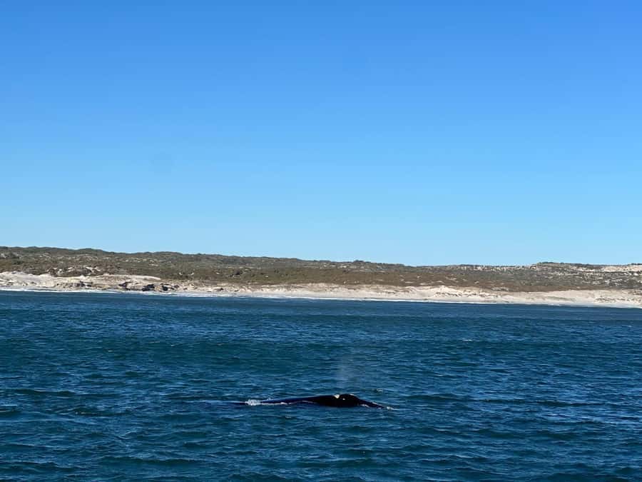 Cape Agulhas, Hermanus whales & Wine Tasting Day Trip - Stony Point’s African penguins