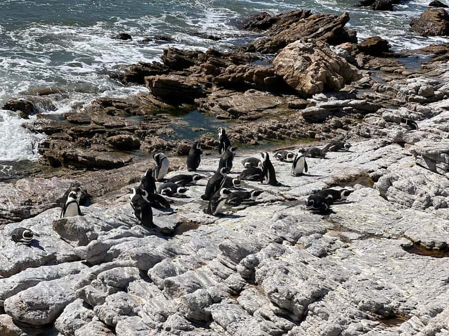 Cape Agulhas, Hermanus whales & Wine Tasting Day Trip - Hermanus and the chance of whales