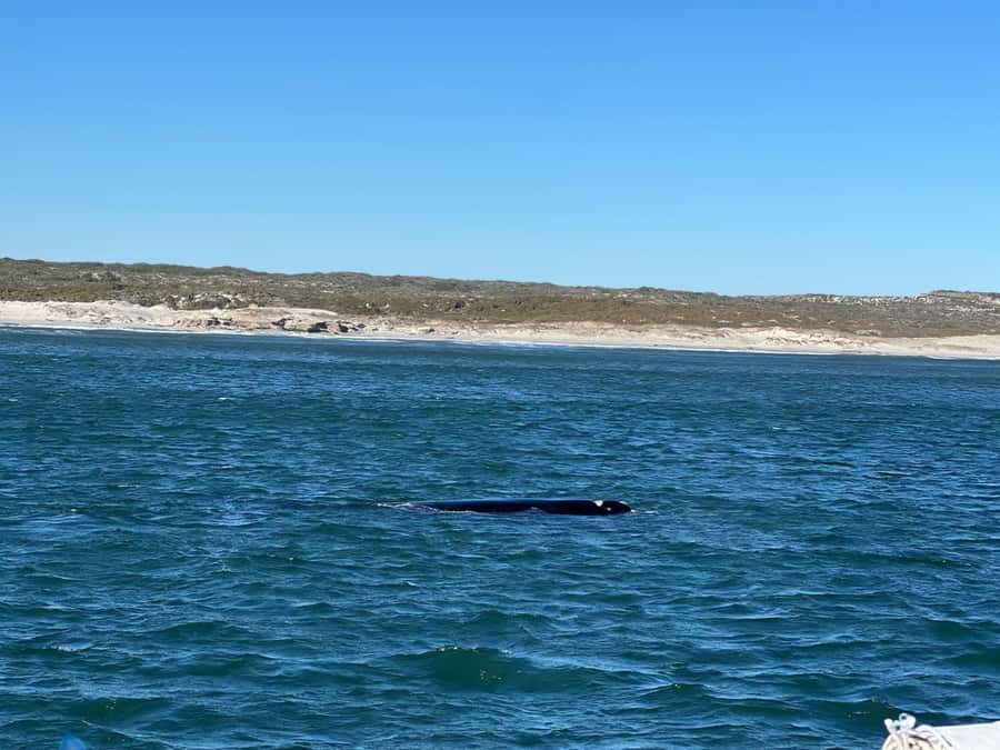 Cape Agulhas, Hermanus whales & Wine Tasting Day Trip - Caledon, Napier, and Bredasdorp