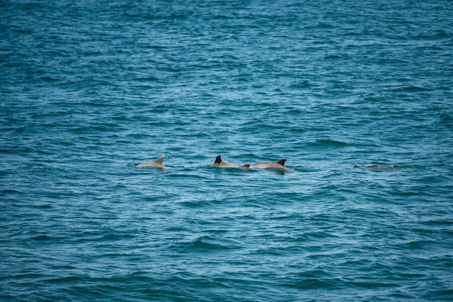 Cape May: Jersey Shore Whale and Dolphin Watching Cruise - Key points to know before you board