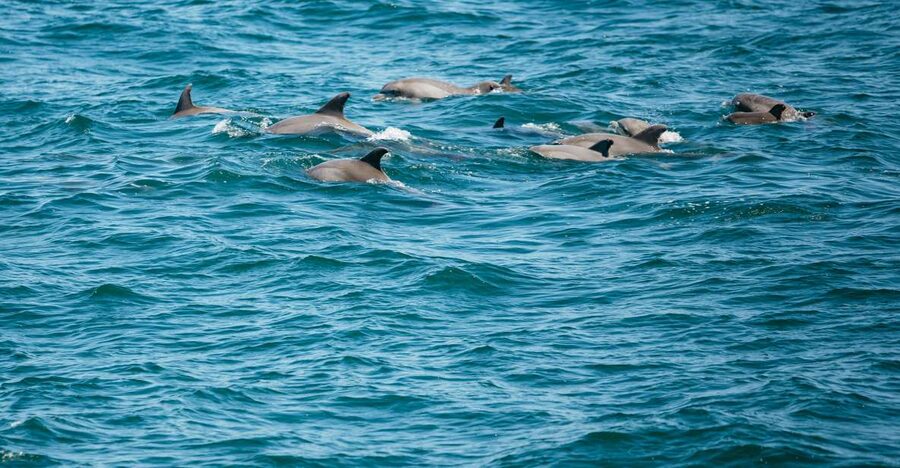 Cape May: Jersey Shore Whale and Dolphin Watching Cruise - Searching the Atlantic for dolphins and whales