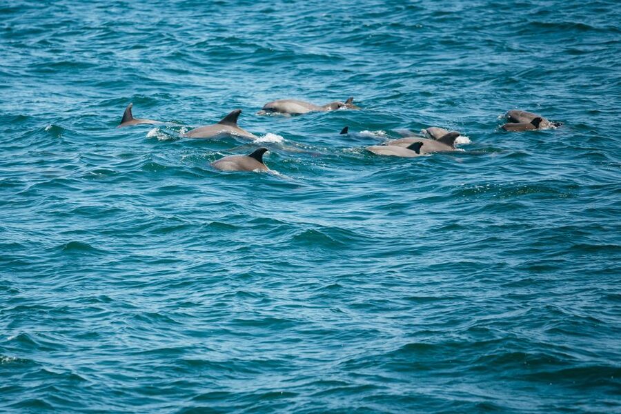 Cape May: Jersey Shore Whale and Dolphin Watching Cruise - From the red ticket booth to Cape May’s waterfront