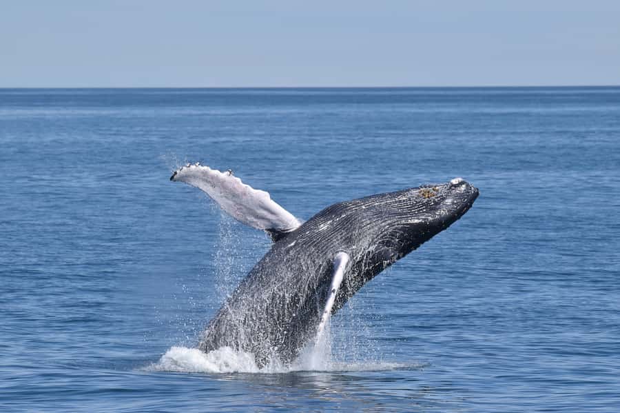 Cape May: Scenic Whale and Dolphin Watching Cruise - What the naturalist adds to the ride