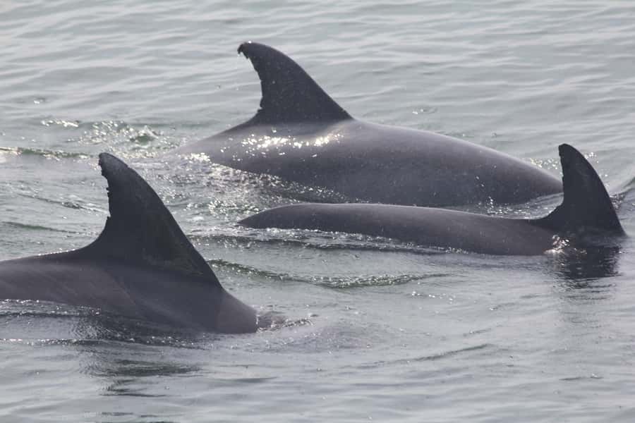 Cape May: Scenic Whale and Dolphin Watching Cruise - The Atlantic, Delaware Bay, and Cape May from the water