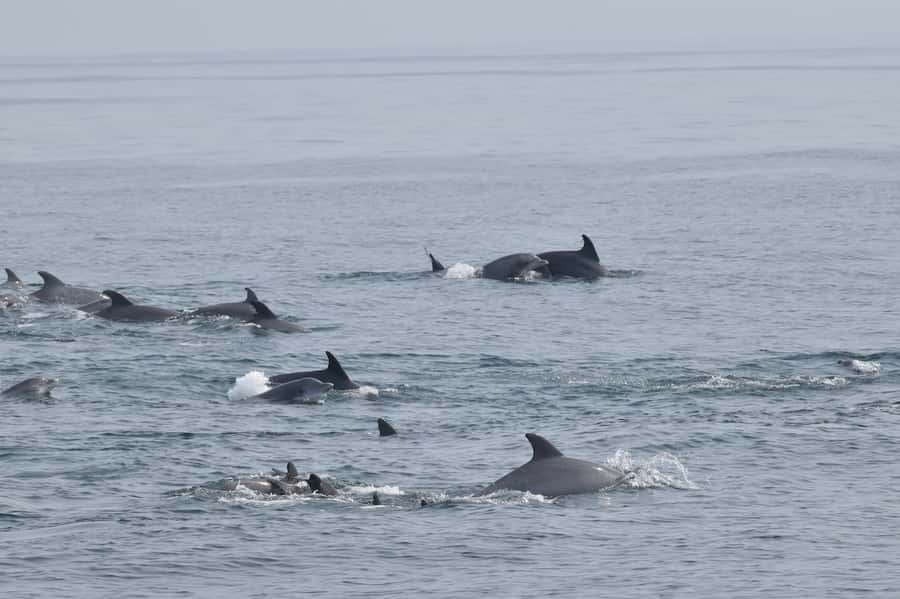 Cape May: Scenic Whale and Dolphin Watching Cruise - How to prepare for the boat