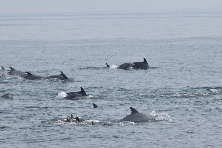 Cape May: Scenic Whale and Dolphin Watching Cruise - Booking flexibility and practical details